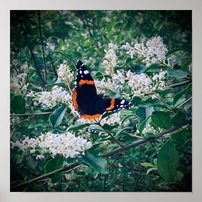 Póster Mariposa Almirante Rojo (Frente)