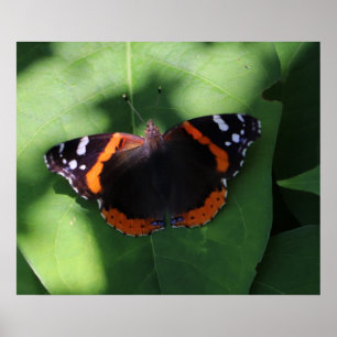 Póster Mariposa Almirante Rojo en Hojas Verdes 