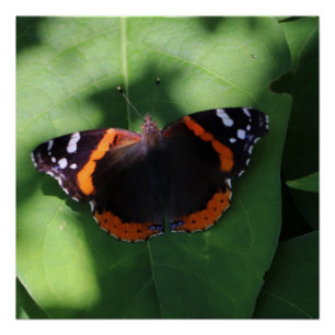 Póster Mariposa Almirante Rojo en Hojas Verdes 