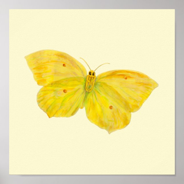Póster Mariposa amarilla Brimstone volando  (Frente)