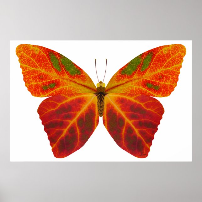 Póster Mariposa Aspen Leaf 2 (Frente)