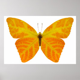 Póster Mariposa Aspen Leaf 3