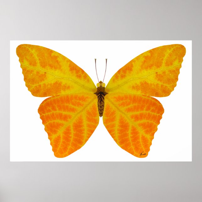 Póster Mariposa Aspen Leaf 3 (Frente)