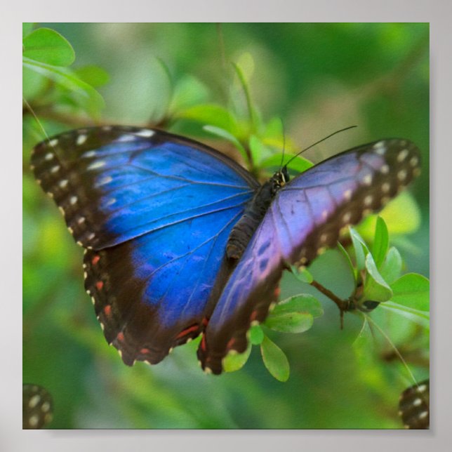 Póster Mariposa azul (Frente)
