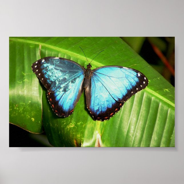 Póster Mariposa azul (Frente)