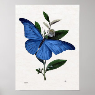 Póster Mariposa azul