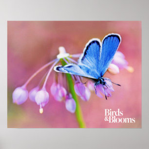 Póster Mariposa azul