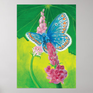 Póster Mariposa azul Chapmans (tersidades Polyommatus)