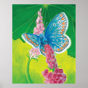 Póster Mariposa azul Chapmans (tersidades Polyommatus)