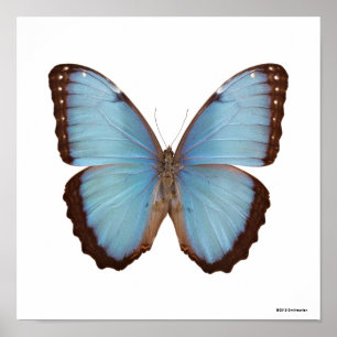 Póster Mariposa azul de Morpho