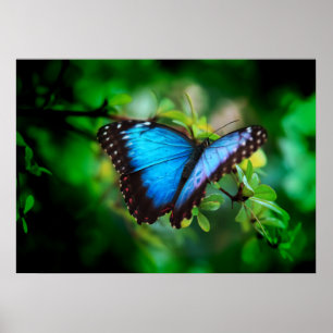 Póster Mariposa azul de Morpho