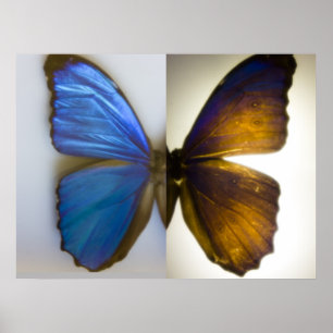 Póster Mariposa azul de Morpho ambos lados