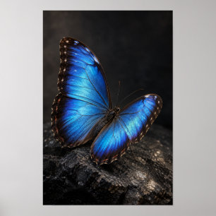 Póster Mariposa Azul Irisada en Pared de Roca Oscura Natu