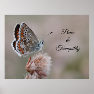 Póster Mariposa Azul Pequeña