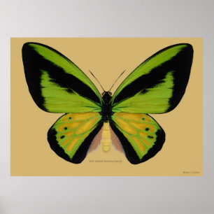 Póster Mariposa birdwing masculina de Goliat