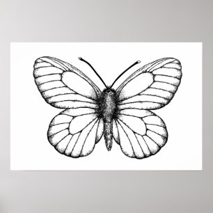 Póster Mariposa blanca