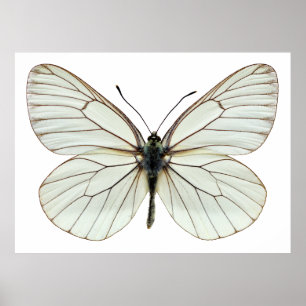 Póster Mariposa blanca aislada de venas negras