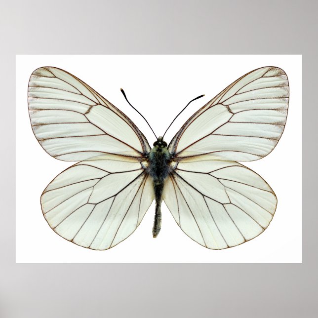 Póster Mariposa blanca aislada de venas negras (Frente)