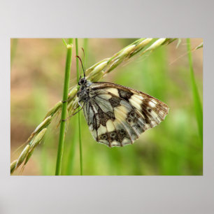 Póster Mariposa blanca desangrada en la hierba