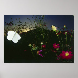 Póster Mariposa blanca en vuelo en la puesta del sol