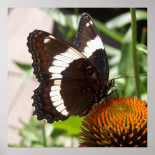 Póster Mariposa blanco y negro 49