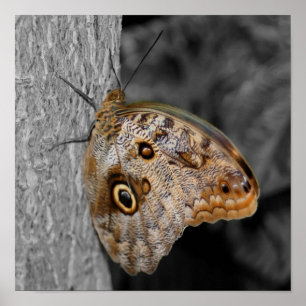 Póster Mariposa Búho Marrón Color Parcial