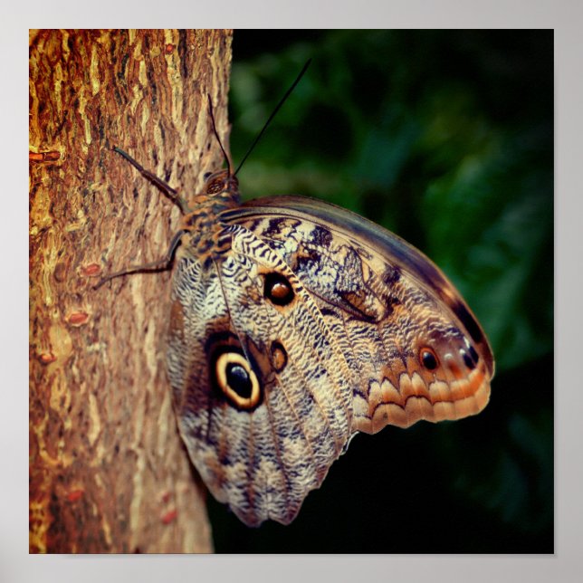 Póster Mariposa búho marrón de cerca (Frente)