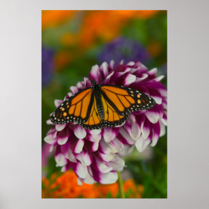Póster Mariposa Capa Nymphalis Vaualbum