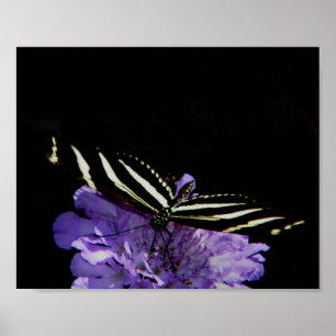 Póster Mariposa cebra