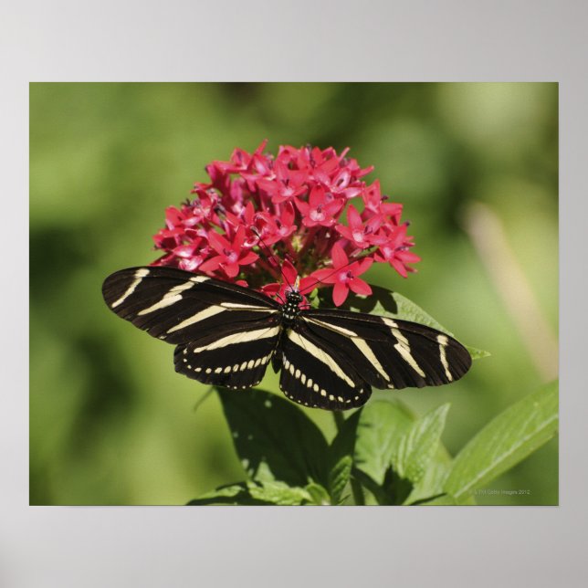 Póster Mariposa cebra de ala larga, Heliconius (Frente)