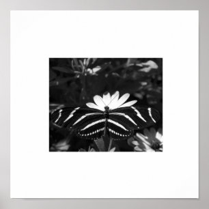 Póster Mariposa cebra de B&W en blanco