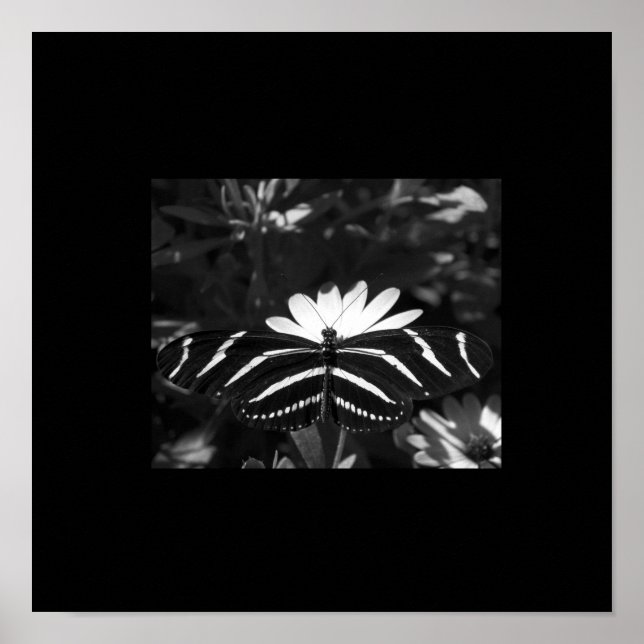 Póster Mariposa cebra de B&W en negro (Frente)