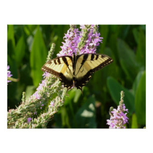 Póster Mariposa Cola de Golondrina en Flores Silvestres P