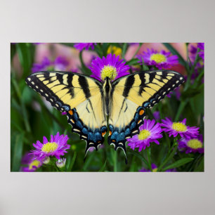 Póster Mariposa cola de golondrina en margarita