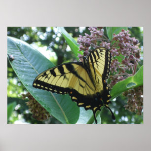 Póster Mariposa cola de golondrina I en algodoncillo en S