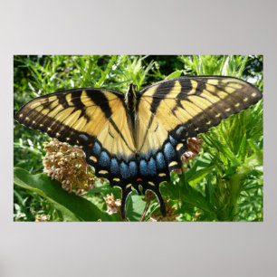 Póster Mariposa cola de golondrina II en Shenandoah