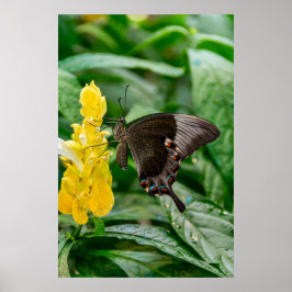 Póster Mariposa cola de golondrina negra en flor