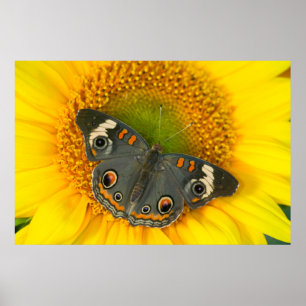 Póster Mariposa cola de golondrina negra en girasol