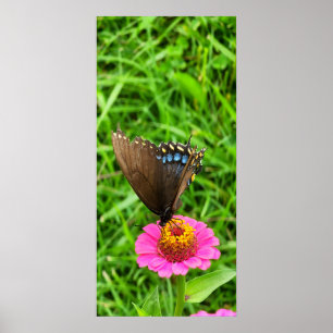Póster Mariposa cola de golondrina negra en una flor rosa