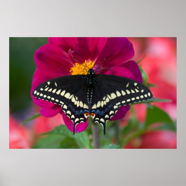 Póster Mariposa cola de golondrina negra en Zinnia (Frente)