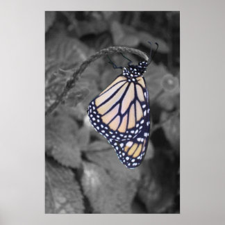 Póster Mariposa coloreada