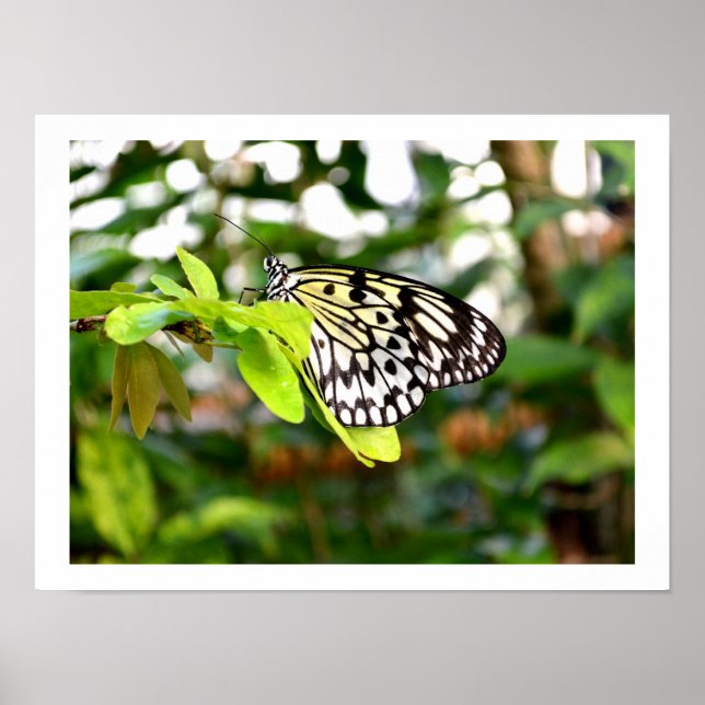 Póster Mariposa cometa de papel (Frente)