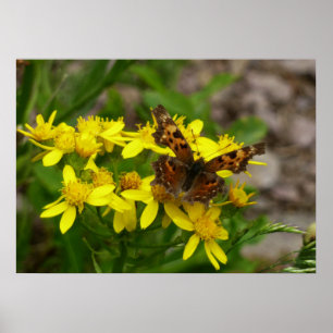 Póster Mariposa Comma en el Parque Nacional Glaciar