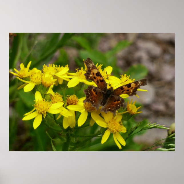 Póster Mariposa Comma en el Parque Nacional Glaciar (Frente)