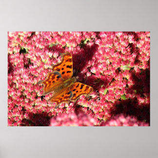 Póster Mariposa Comma en Sedum