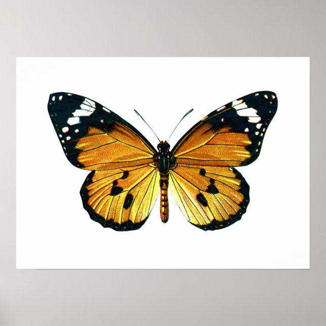 Póster Mariposa Danaus chrysippus (Frente)