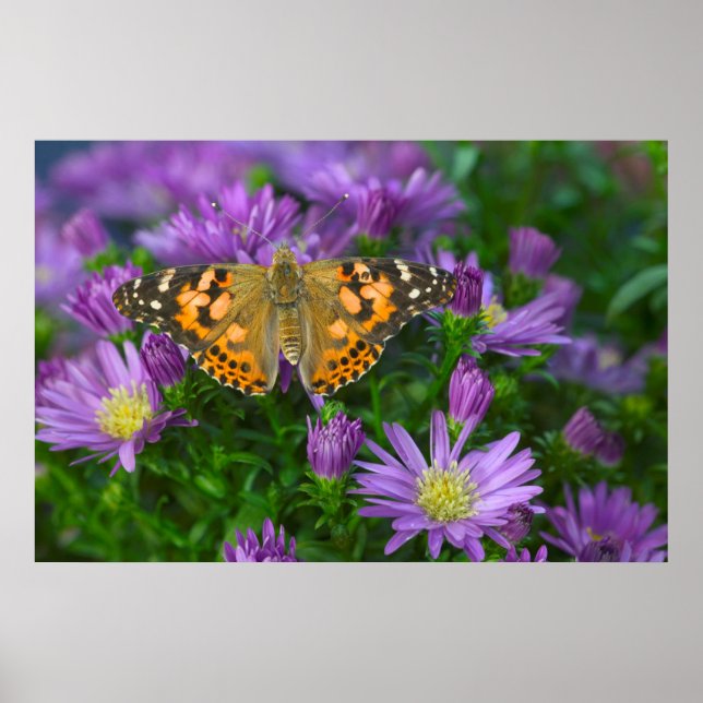 Póster Mariposa de ala angulosa en flor de cono (Frente)
