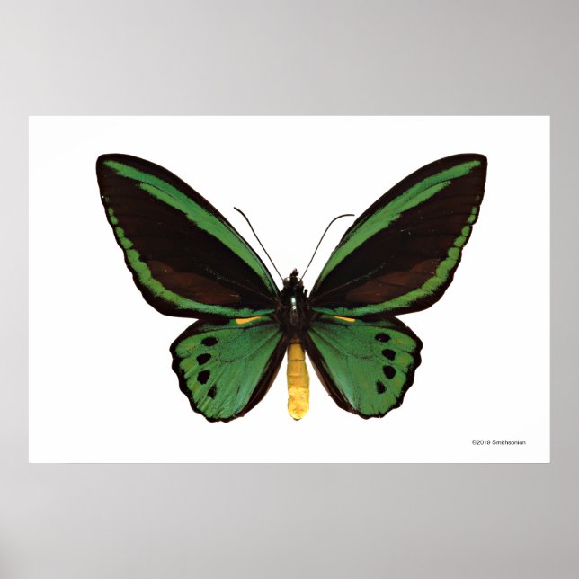 Póster Mariposa de aves verdes (Frente)