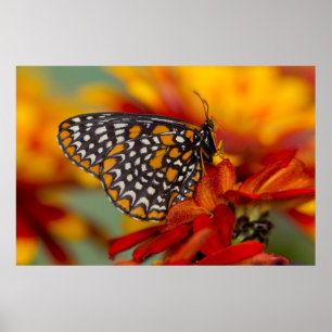 Póster Mariposa de Baltimore de cuadros