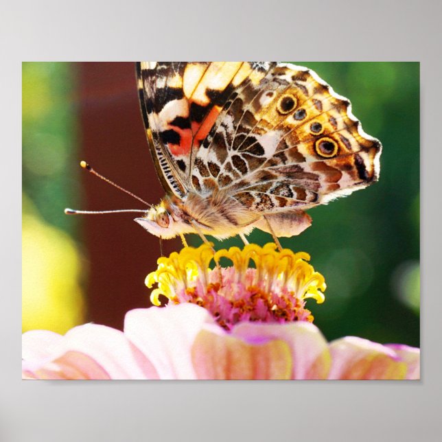 Póster Mariposa de bonito en fotografía natural de la zin (Frente)
